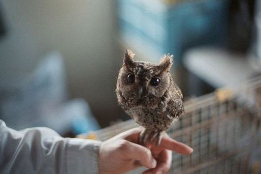 Cute Little Baby Animals