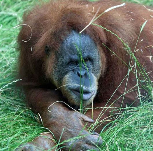 Cute Little Baby Animals