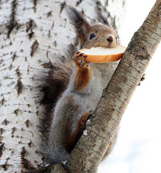 Cute Little Baby Animals