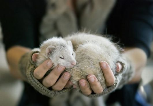Cute Photos Of Ferrets