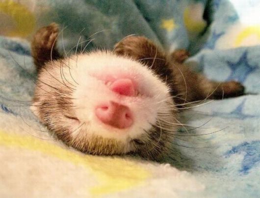 Cute Photos Of Ferrets