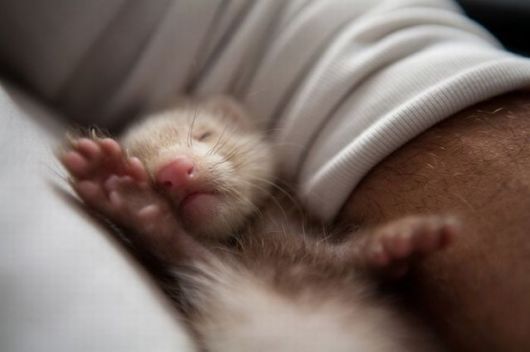Cute Photos Of Ferrets