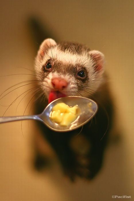 Cute Photos Of Ferrets