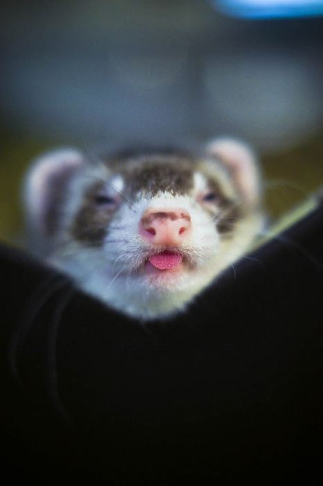 Cute Photos Of Ferrets