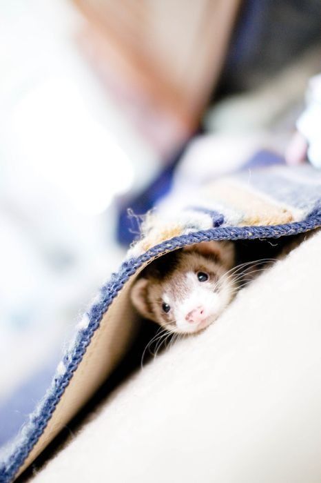 Cute Photos Of Ferrets