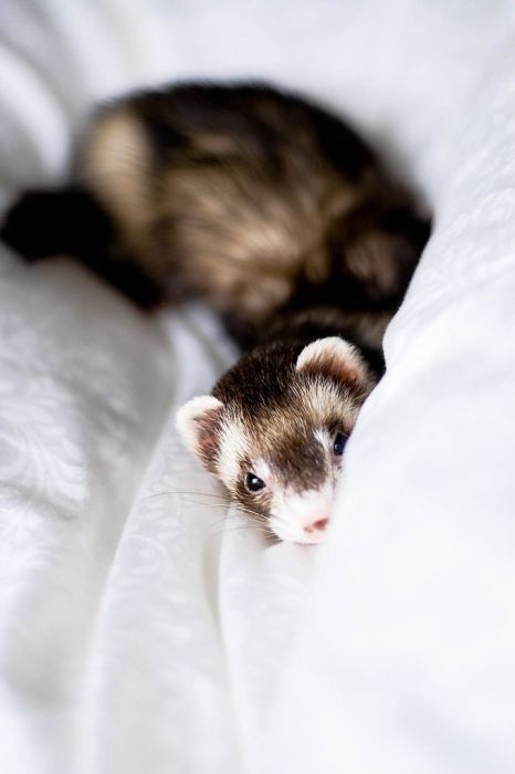 Cute Photos Of Ferrets