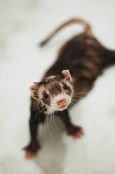 Cute Photos Of Ferrets