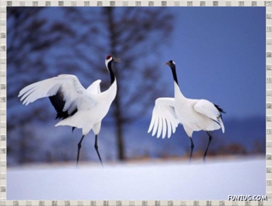 Beauty of Dancing Birds