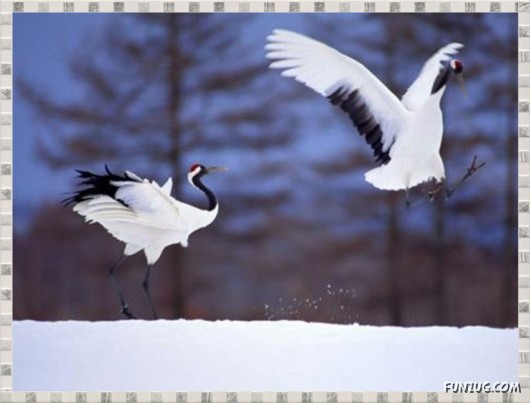 Beauty of Dancing Birds