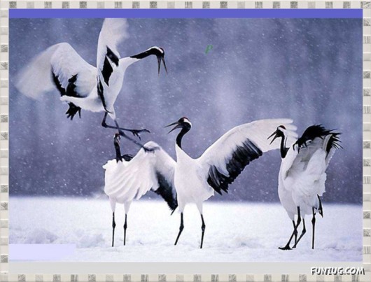 Beauty of Dancing Birds