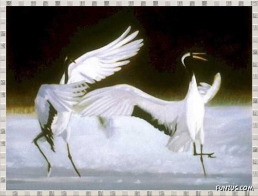 Beauty of Dancing Birds