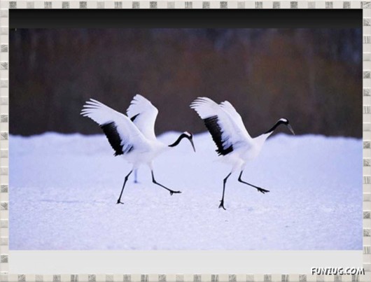 Beauty of Dancing Birds