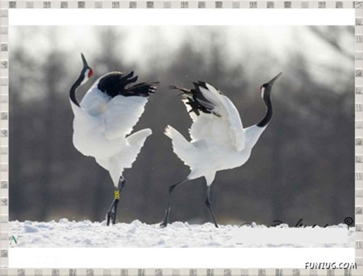 Beauty of Dancing Birds