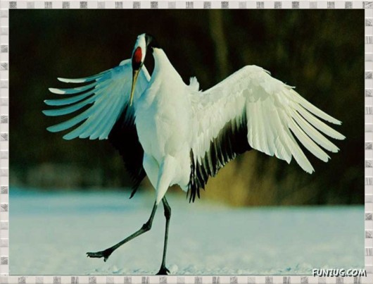 Beauty of Dancing Birds