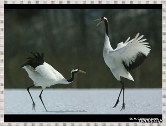 Beauty of Dancing Birds