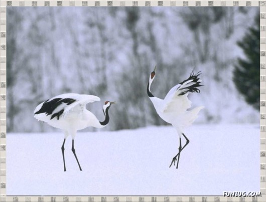 Beauty of Dancing Birds