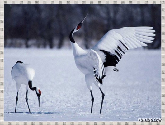 Beauty of Dancing Birds