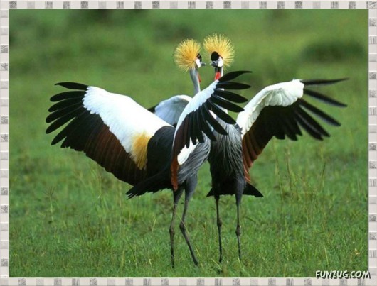 Beauty of Dancing Birds