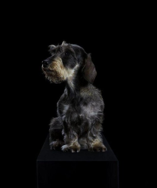 Fabulous Animals Photography