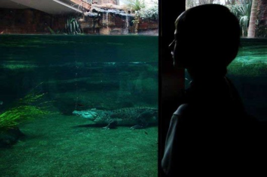 Learn How To Feed Crocodiles