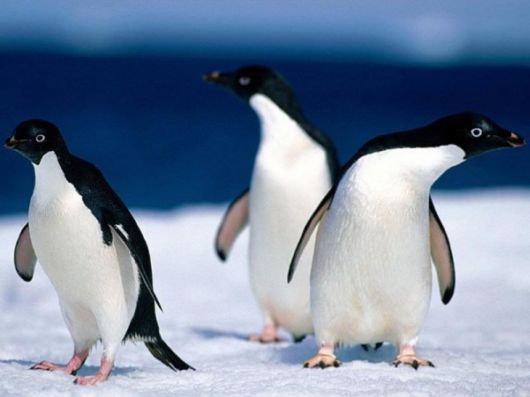 Beautiful King Penguins of Falklands