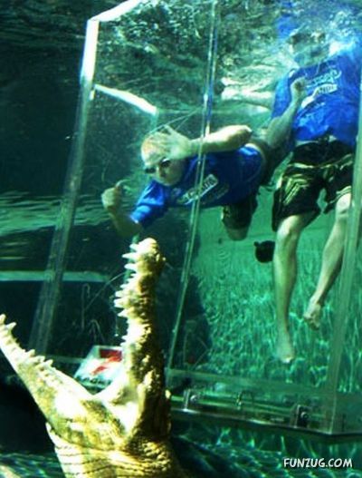 Swimming With The Crocodiles