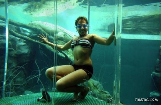 Swimming With The Crocodiles