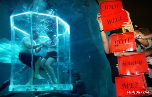 Swimming With The Crocodiles