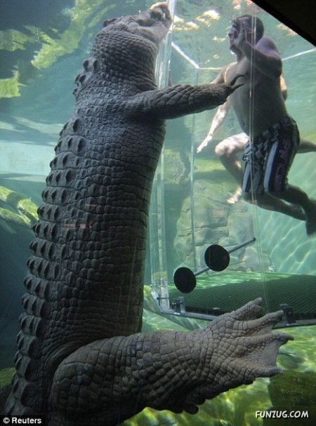 Swimming With The Crocodiles