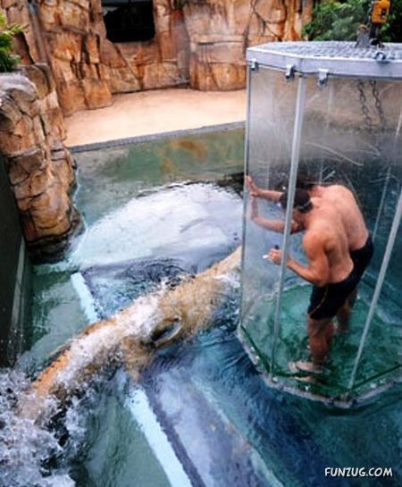 Swimming With The Crocodiles