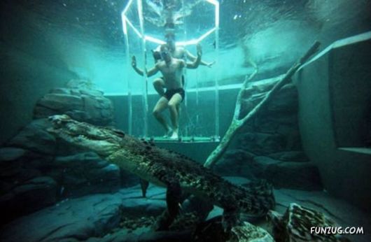 Swimming With The Crocodiles