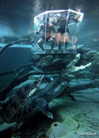 Swimming With The Crocodiles