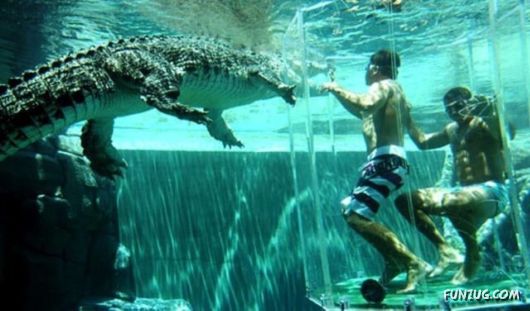 Swimming With The Crocodiles
