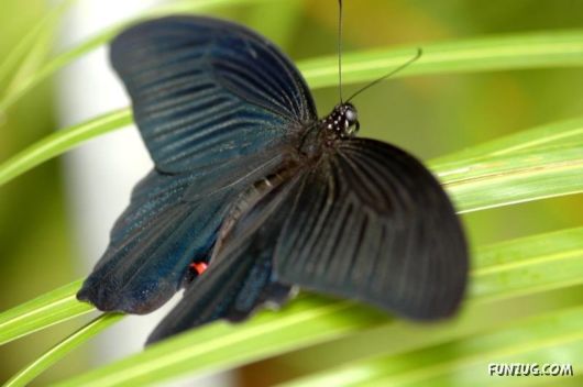 Beautiful Butterflies of Taiwan