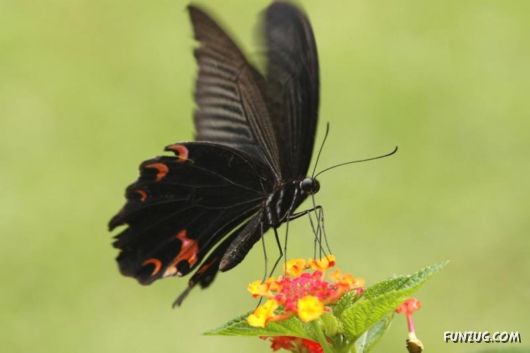 Beautiful Butterflies of Taiwan