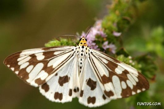 Beautiful Butterflies of Taiwan