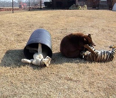 Unusual Friendship of Tiger, Lion and Bear