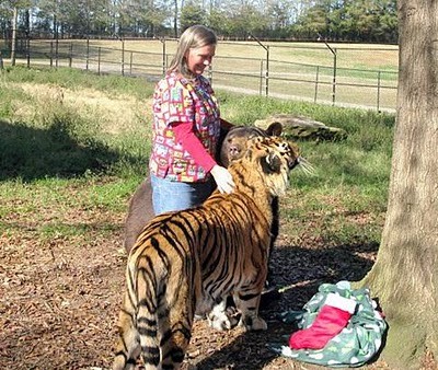 Unusual Friendship of Tiger, Lion and Bear