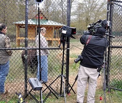 Unusual Friendship of Tiger, Lion and Bear