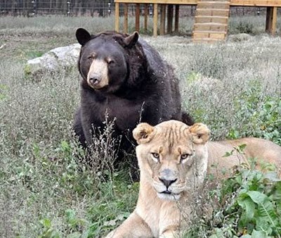 Unusual Friendship of Tiger, Lion and Bear