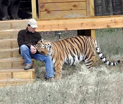Unusual Friendship of Tiger, Lion and Bear