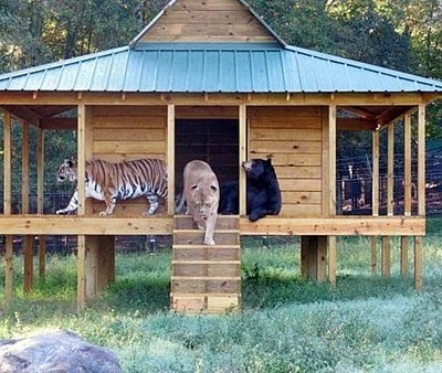 Unusual Friendship of Tiger, Lion and Bear