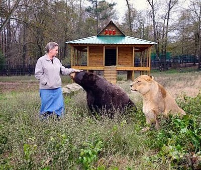 Unusual Friendship of Tiger, Lion and Bear