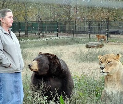 Unusual Friendship of Tiger, Lion and Bear