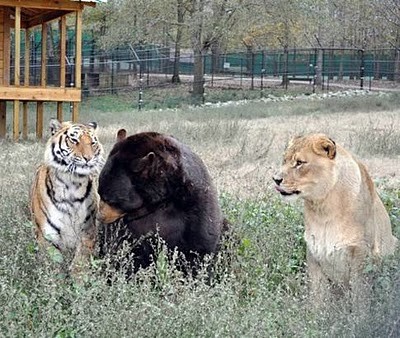 Unusual Friendship of Tiger, Lion and Bear