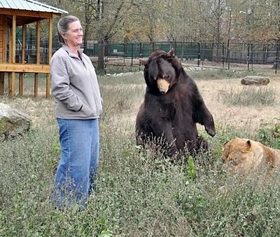 Unusual Friendship of Tiger, Lion and Bear