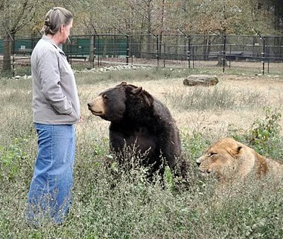 Unusual Friendship of Tiger, Lion and Bear