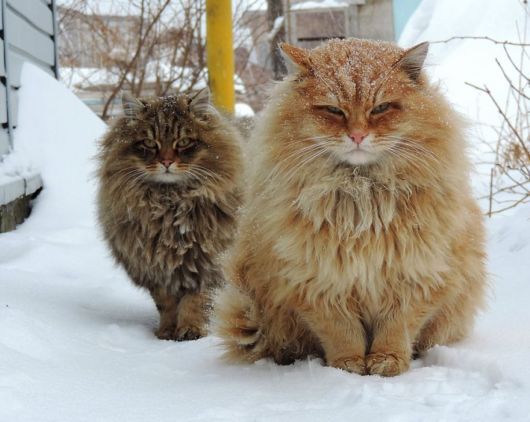 Animals With Majestic Hair