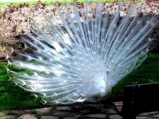 Beautiful Peacock Pictures 