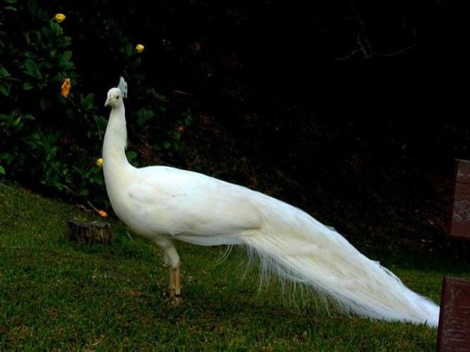 Beautiful Peacock Pictures 